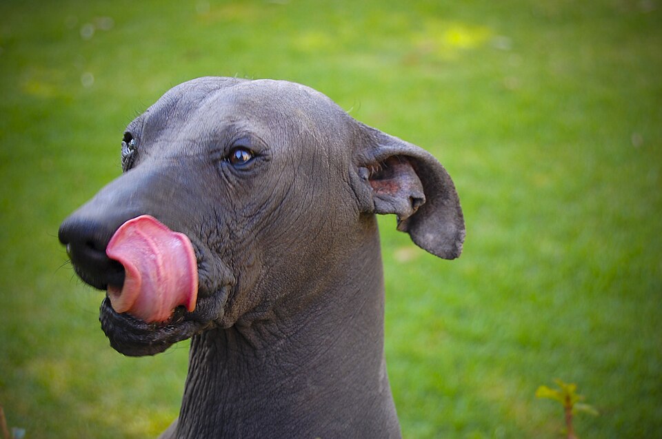 Chien nu mexicain — photo de la race de chien originaire de Mexique (3)