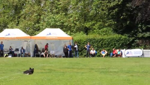Berger de Russie — photo de la race de chien (3)