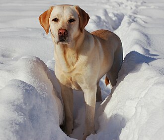 Labrador