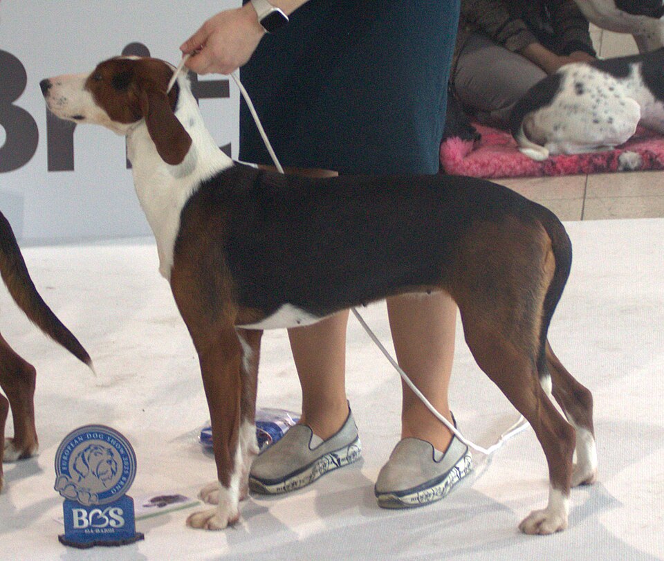 Chien courant yougoslave tricolore — photo de la race de chien originaire de Serbie (1)