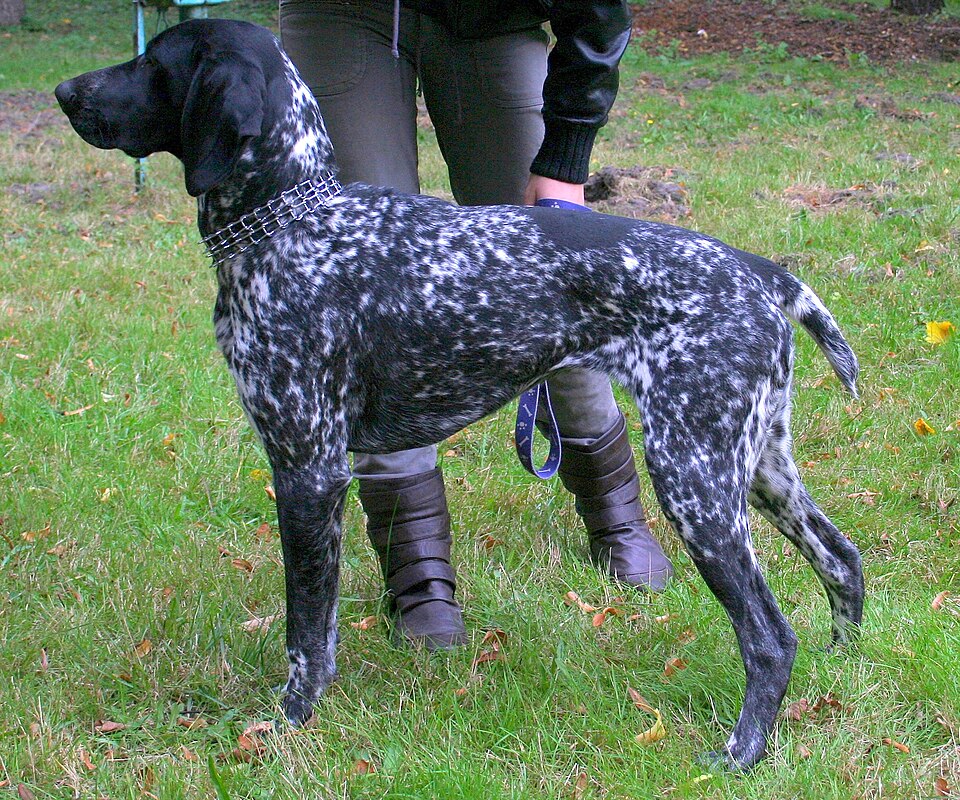 Braque allemand à poil court — photo de la race de chien originaire de Allemagne (2)