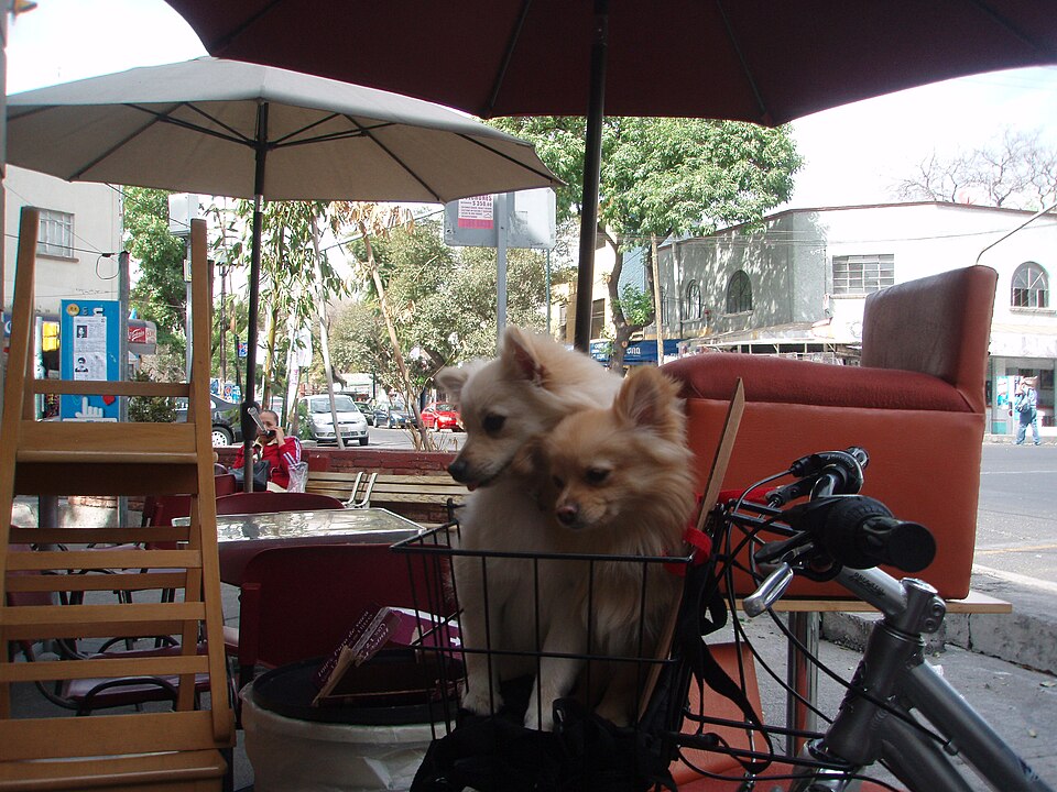 Spitz nain — photo de la race de chien originaire de Allemagne (3)