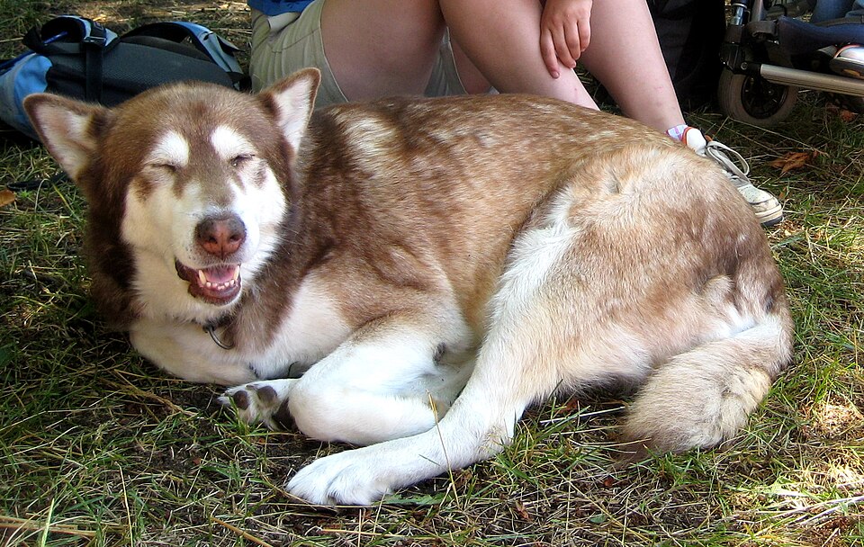 Malamute de l’Alaska — photo de la race de chien originaire de Alaska (6)