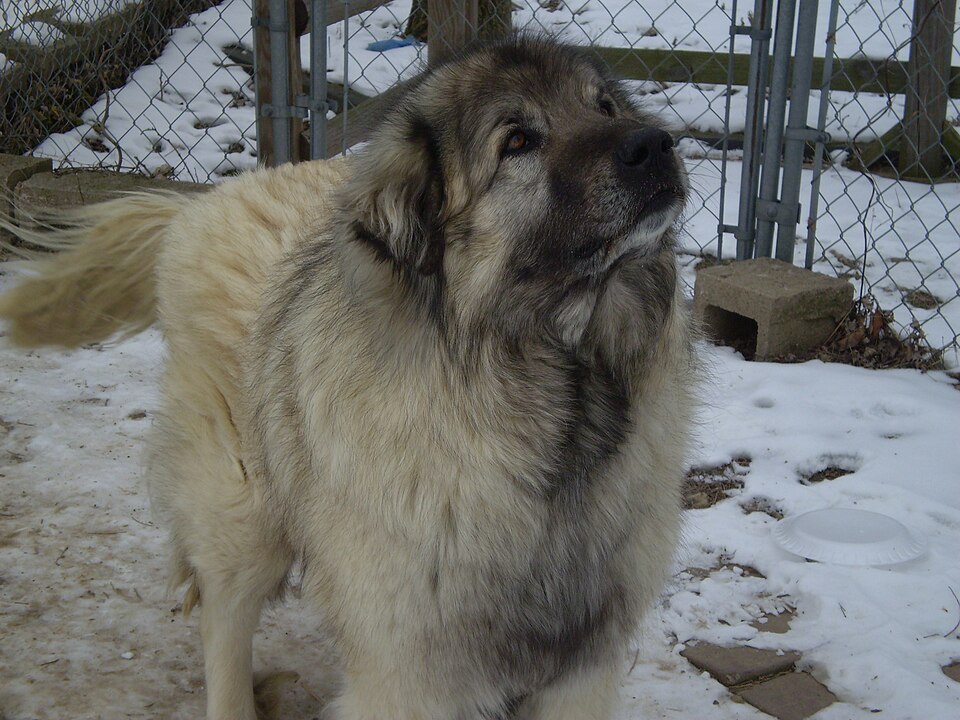 Berger yougoslave — photo de la race de chien originaire de Macédoine du Nord (2)