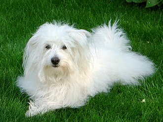 Coton de Tuléar