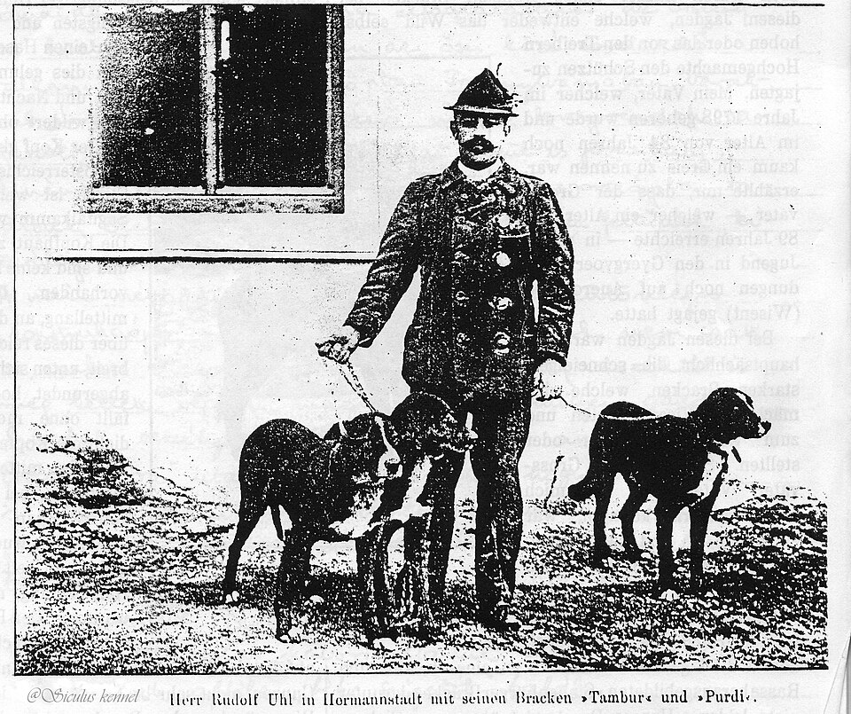 Chien courant de Transylvanie — photo de la race de chien originaire de Hongrie (2)