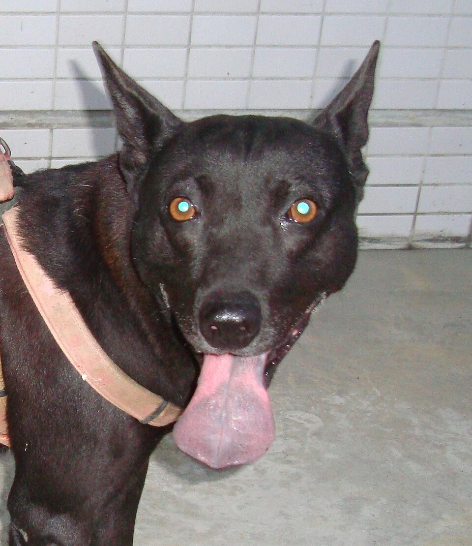 Chien de Taïwan — photo de la race de chien originaire de île de Taïwan (4)