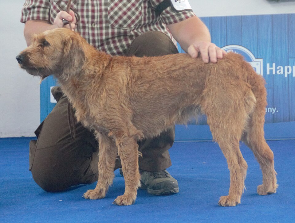 Brachet de Styrie à poil dur — photo de la race de chien originaire de Autriche (3)