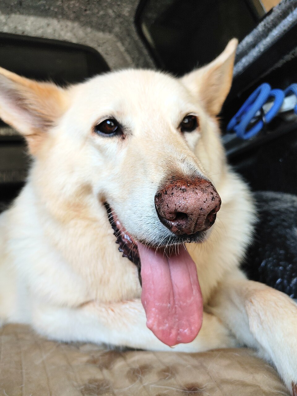 Berger blanc suisse — photo de la race de chien originaire de Suisse (3)
