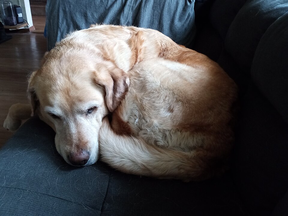 Labrador — photo de la race de chien originaire de Canada (1)