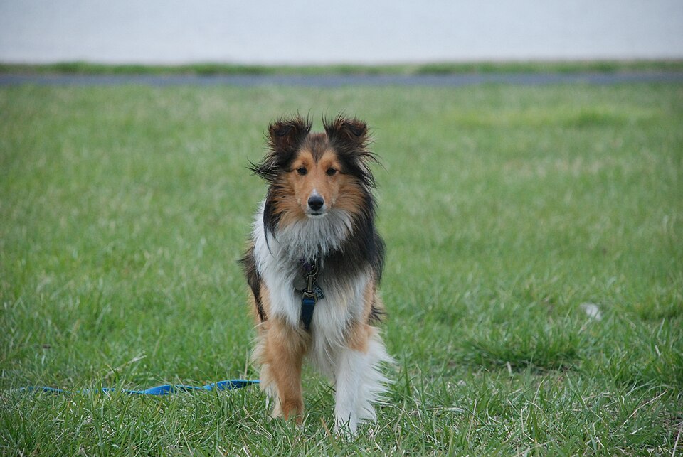 Berger des Shetland ou Sheltie — photo de la race de chien originaire de Royaume-Uni (4)