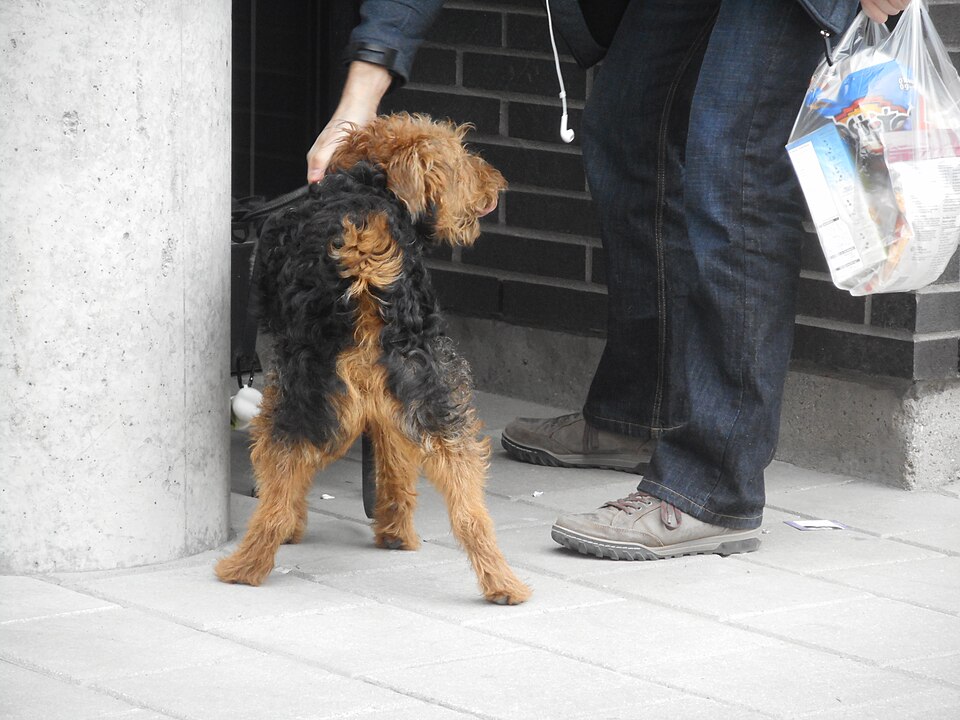Welsh Terrier — photo de la race de chien originaire de pays de Galles (4)