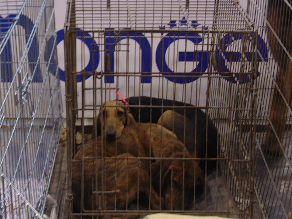 Chien courant italien à poil ras — photo de la race de chien originaire de Italie (3)