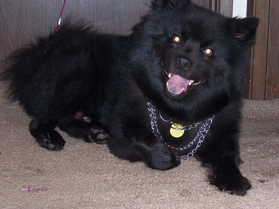 Chien suédois de Laponie — photo de la race de chien originaire de Suède (6)
