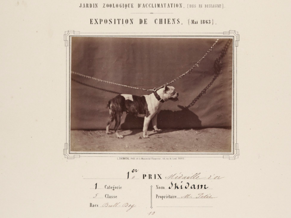 Old english Bulldog — photo de la race de chien originaire de Royaume-Uni (2)