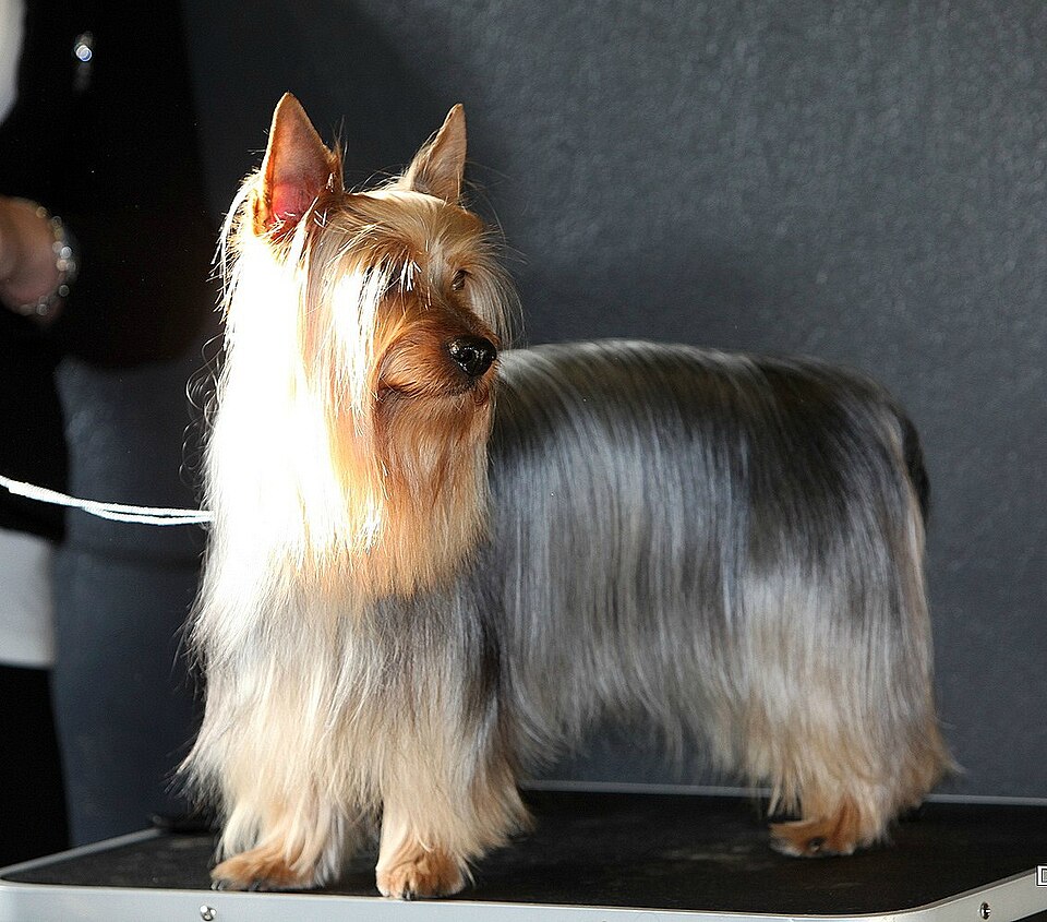 Silky Terrier — photo de la race de chien originaire de Australie (1)