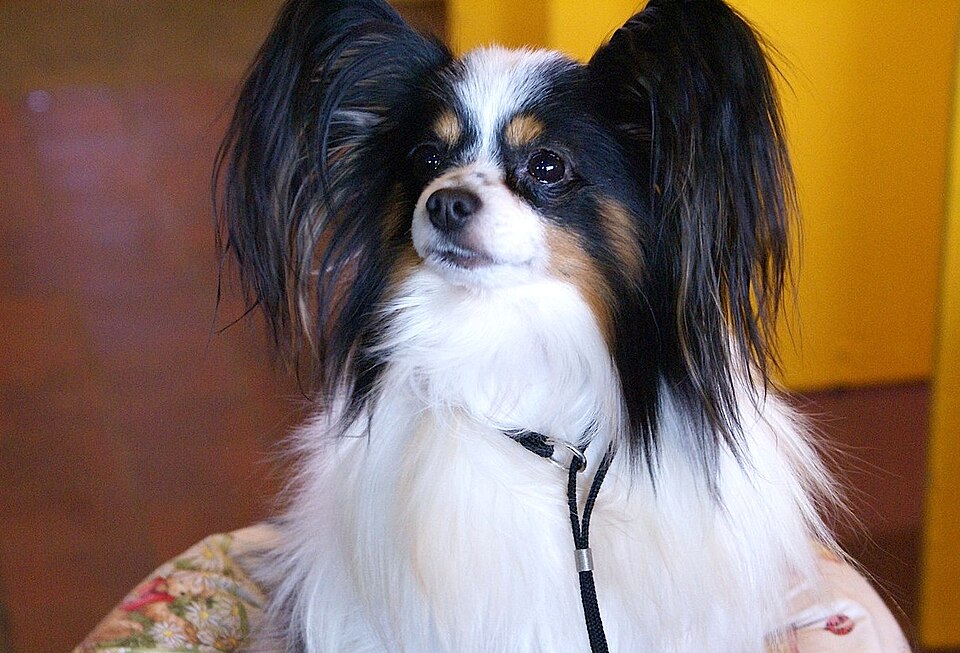 Epagneul nain continental — photo de la race de chien originaire de Belgique (5)
