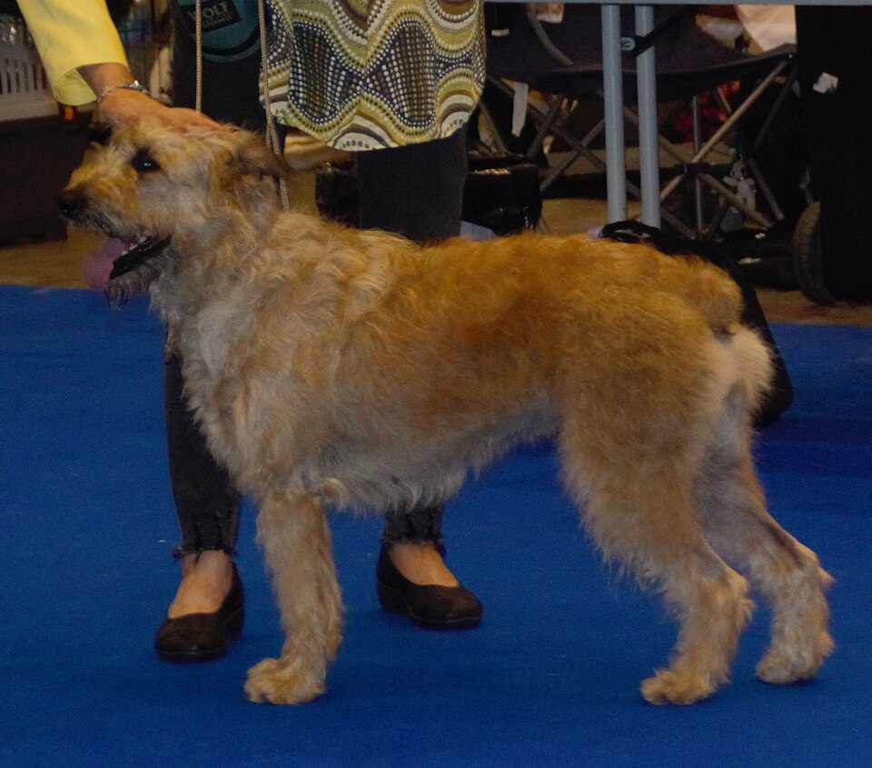 Bouvier des Ardennes — photo de la race de chien originaire de Belgique (5)