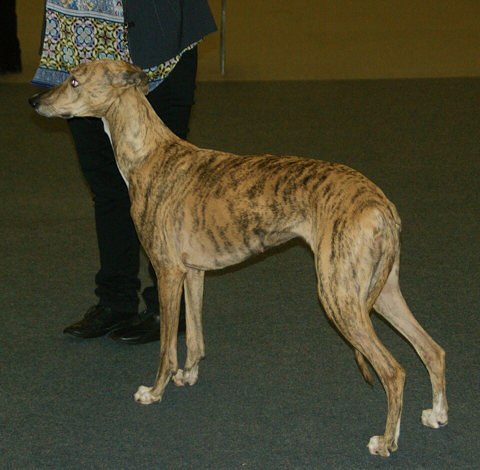 Lévrier hongrois — photo de la race de chien originaire de Hongrie (2)