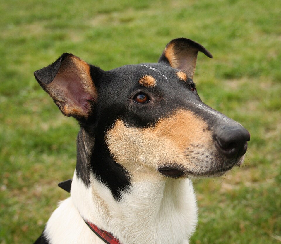 Colley à poil court — photo de la race de chien originaire de Écosse (3)