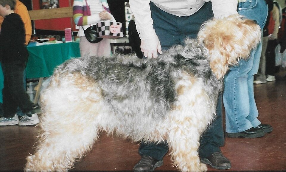 Otterhound — photo de la race de chien originaire de Royaume-Uni (5)