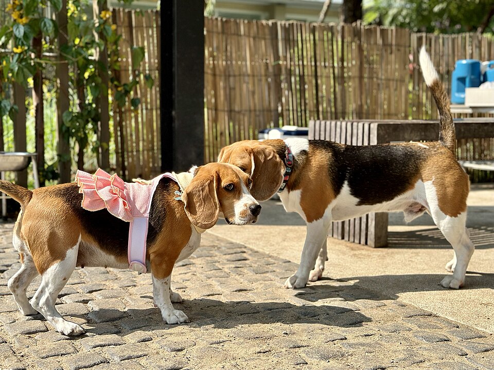 Beagle — photo de la race de chien originaire de Royaume-Uni (4)