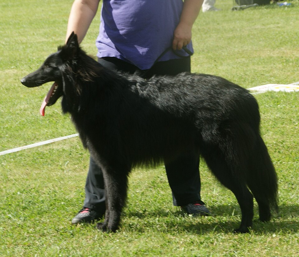 Berger Belge Groenendael — photo de la race de chien originaire de Belgique (4)