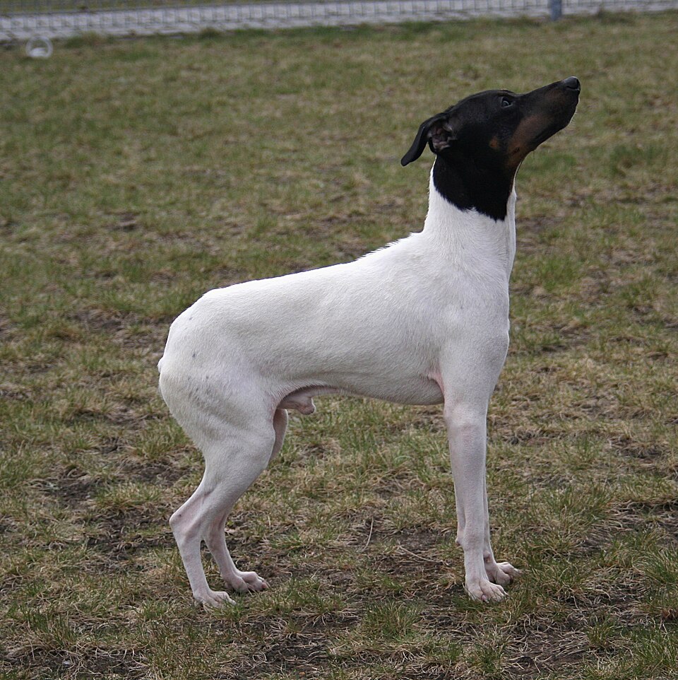 Terrier japonais — photo de la race de chien originaire de Japon (2)