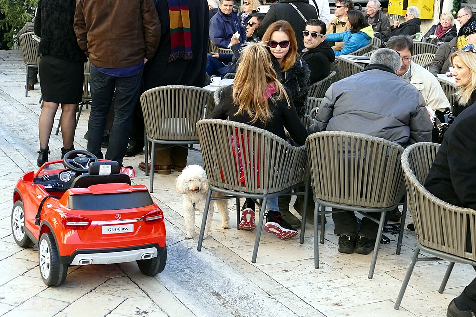 Caniche — photo de la race de chien originaire de France, Allemagne (1)