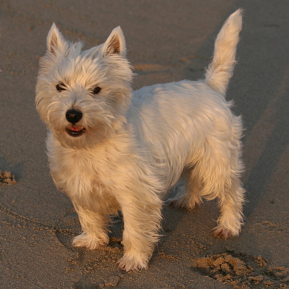 Westie — photo de la race de chien originaire de Écosse (5)