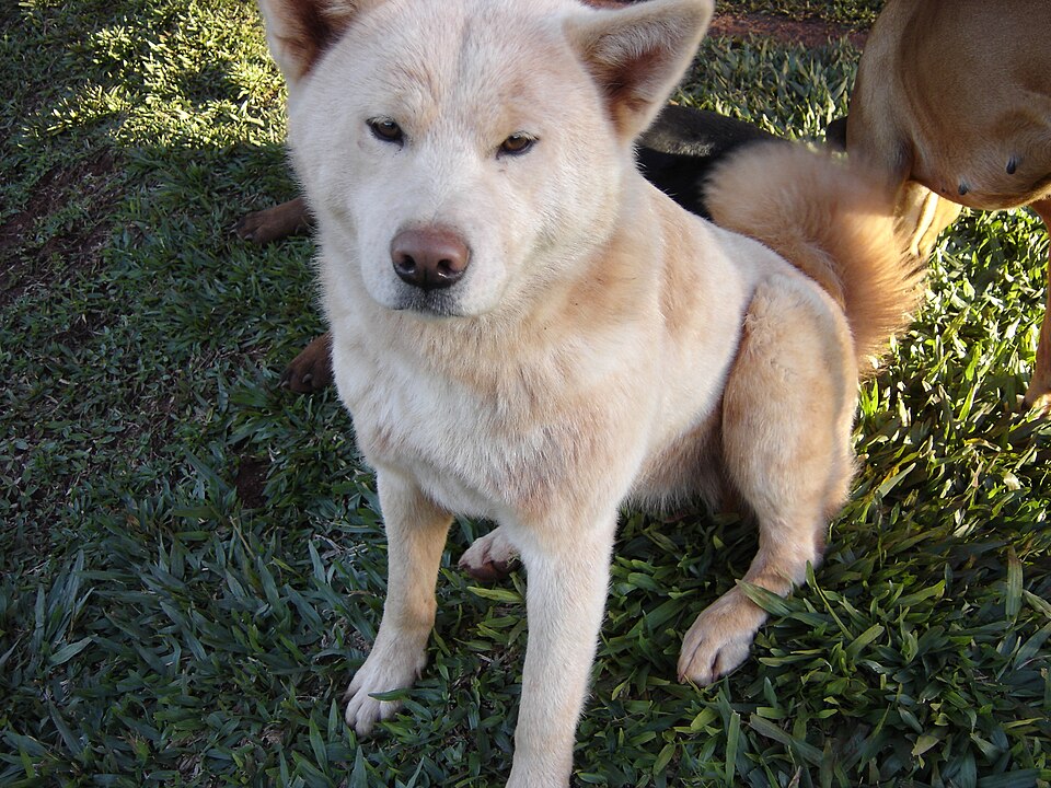 Akita inu — photo de la race de chien originaire de Japon (3)