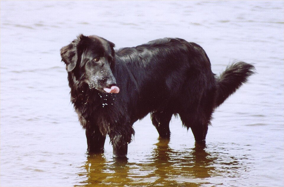 Hovawart — photo de la race de chien originaire de Allemagne (6)