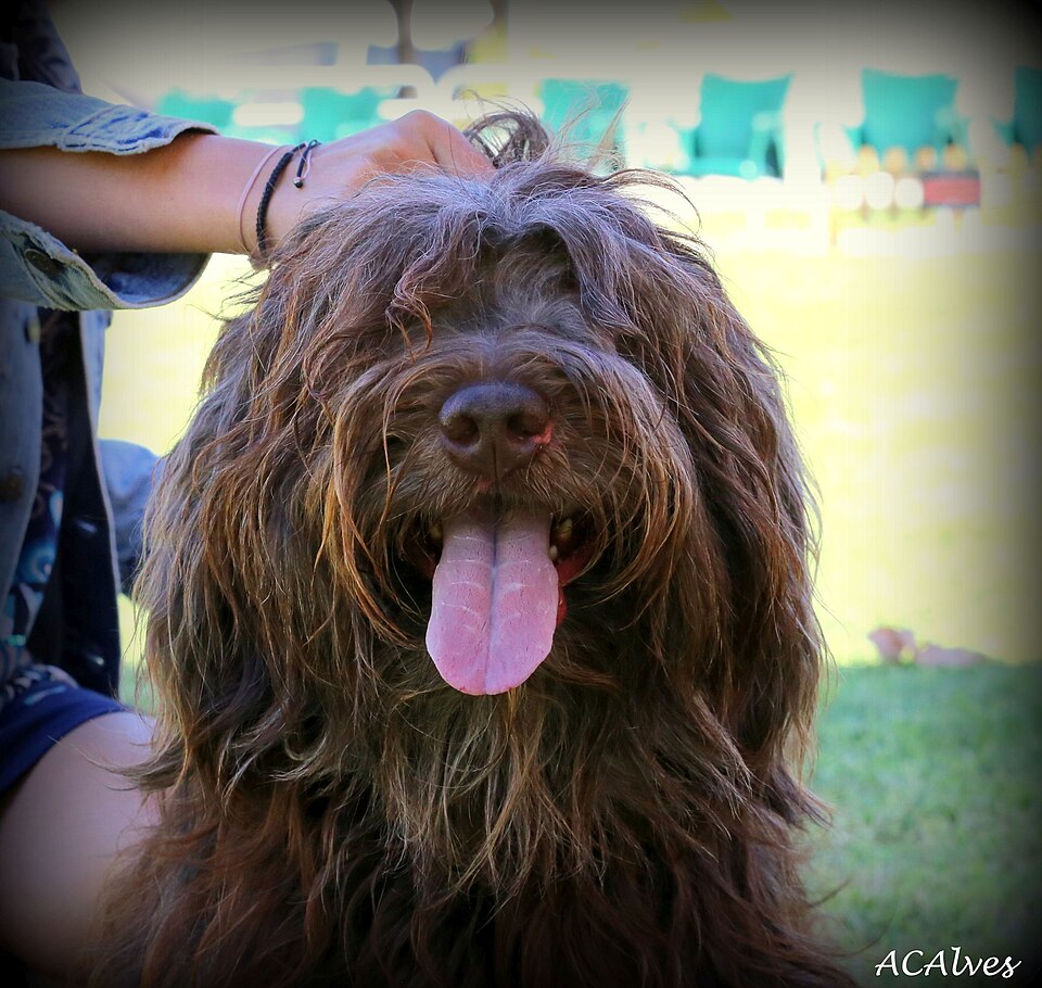 Berger portugais — photo de la race de chien originaire de Portugal (3)