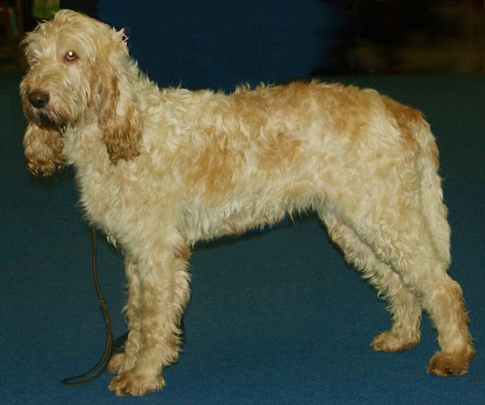Grand Griffon vendéen — photo de la race de chien originaire de France (6)