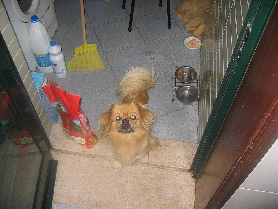 Epagneul tibétain — photo de la race de chien originaire de Tibet (1)
