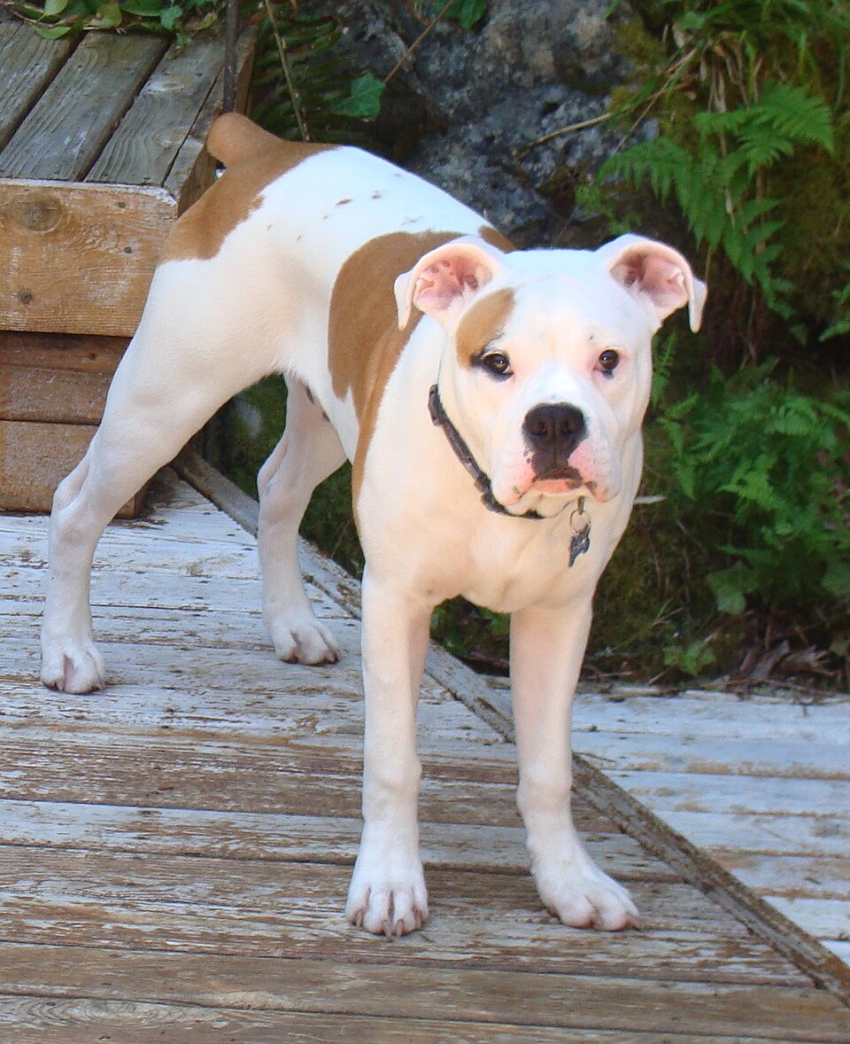 Bouledogue Américain — photo de la race de chien originaire de États-Unis (4)
