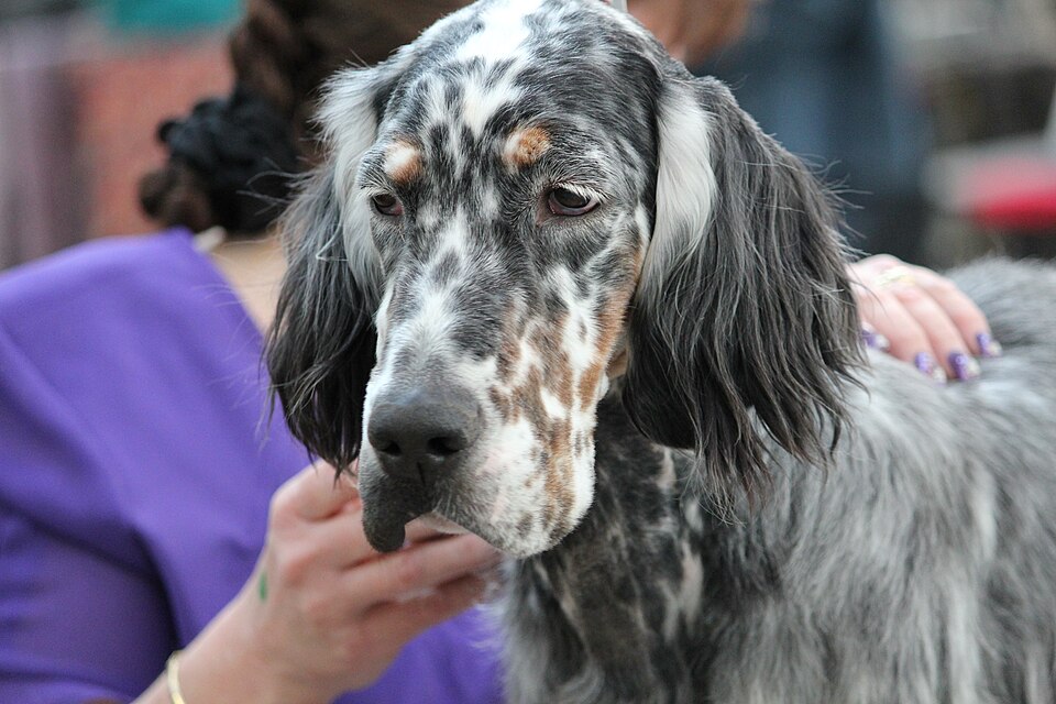 Setter anglais — photo de la race de chien originaire de Angleterre (3)