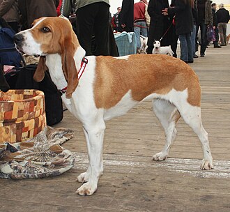 Chien courant de Schwyz
