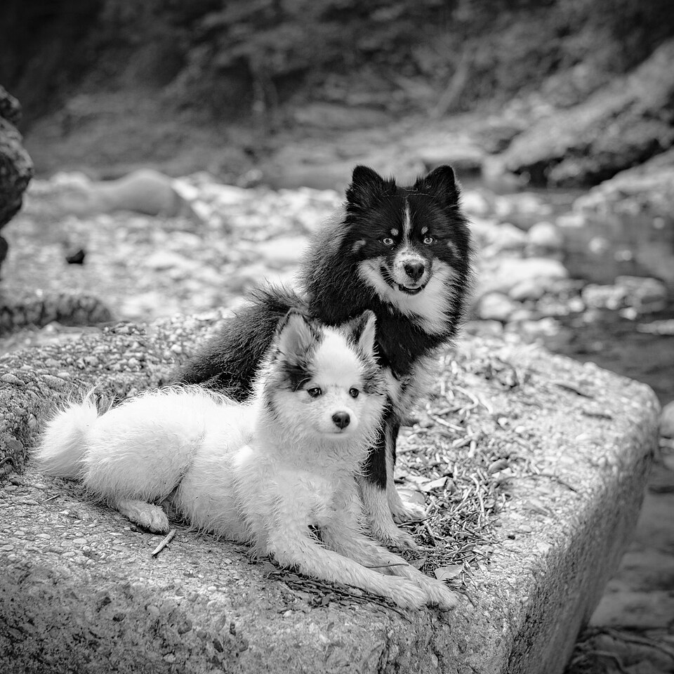 Pomsky — photo de la race de chien (2)