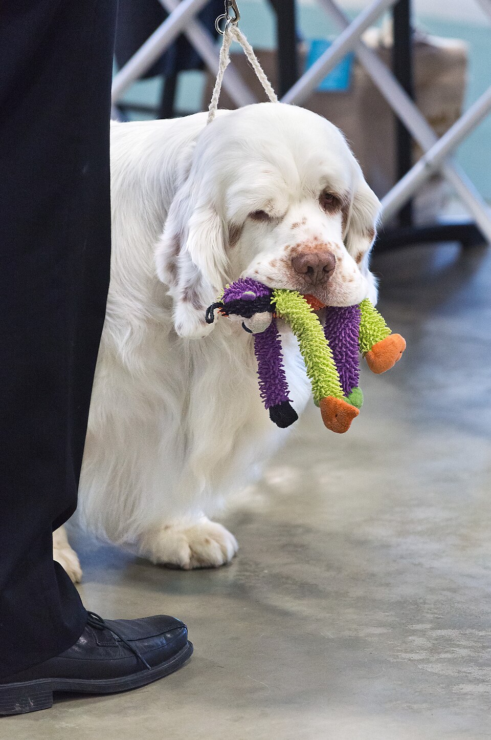 Clumber Spaniel — photo de la race de chien originaire de Angleterre (3)
