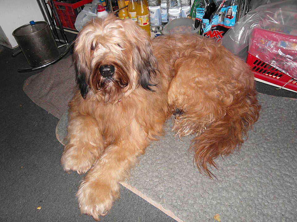 Berger de Brie — photo de la race de chien originaire de France (4)