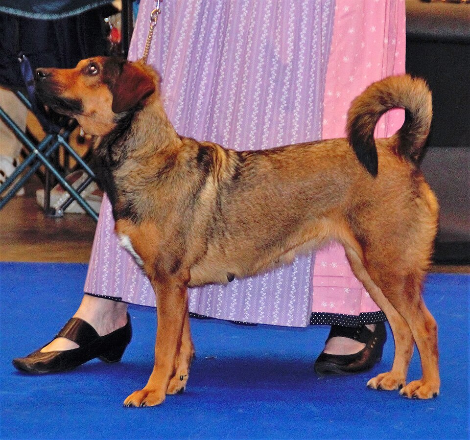 Pinscher autrichien à poil court — photo de la race de chien originaire de Autriche (2)