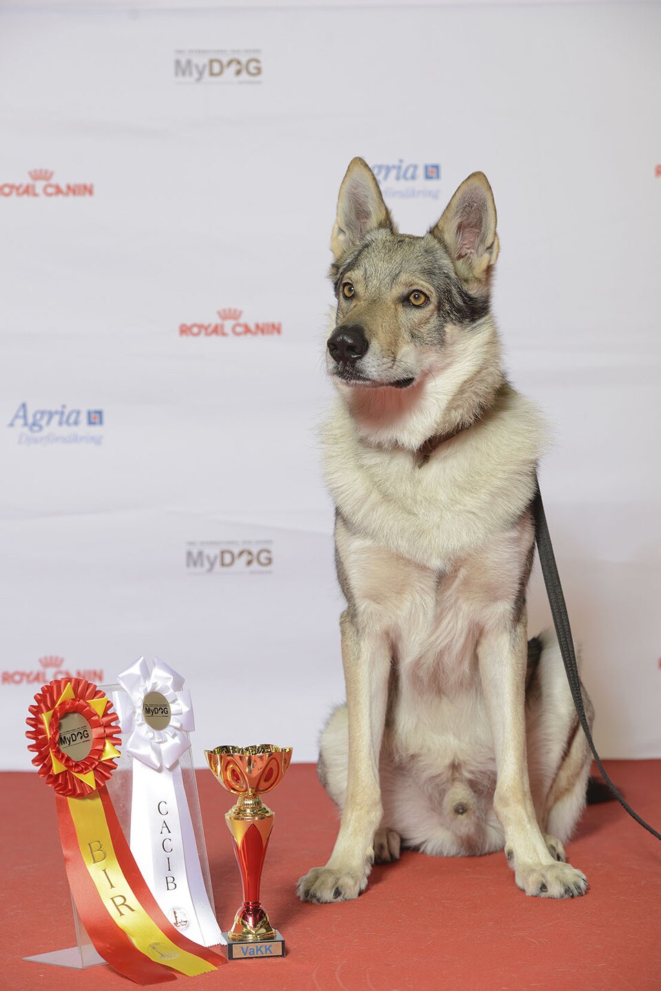 Chien-loup Tchèque — photo de la race de chien originaire de Tchécoslovaquie (4)