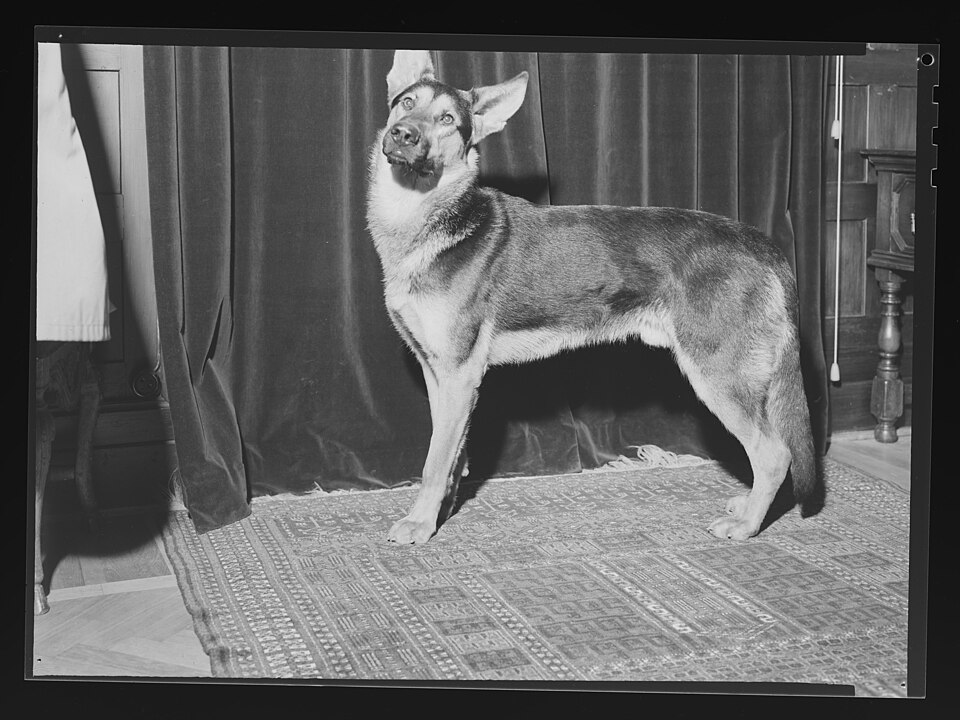 Berger Allemand — photo de la race de chien originaire de Allemagne (2)