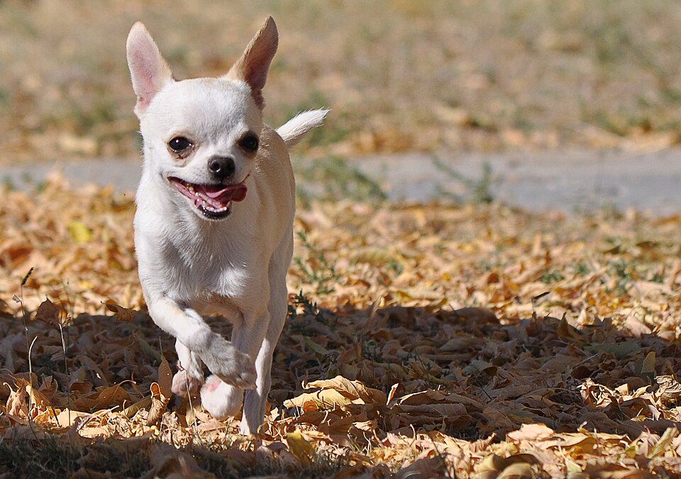 Chihuahua — photo de la race de chien originaire de Mexique (4)