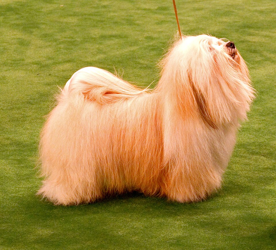 Bichon havanais — photo de la race de chien originaire de Cuba (4)
