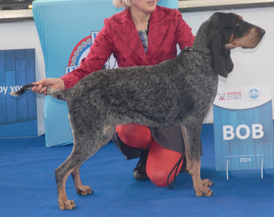 Grand bleu de Gascogne — photo de la race de chien originaire de France (3)