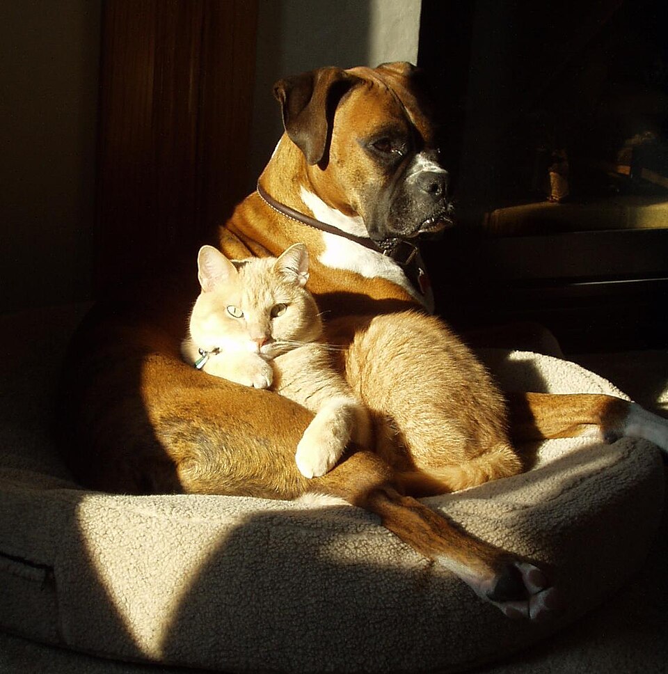 Boxer — photo de la race de chien originaire de Empire allemand (5)