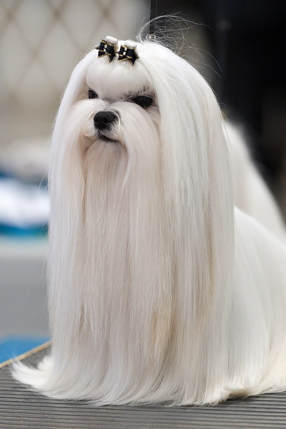 Bichon maltais — photo de la race de chien originaire de Malte Malte (3)