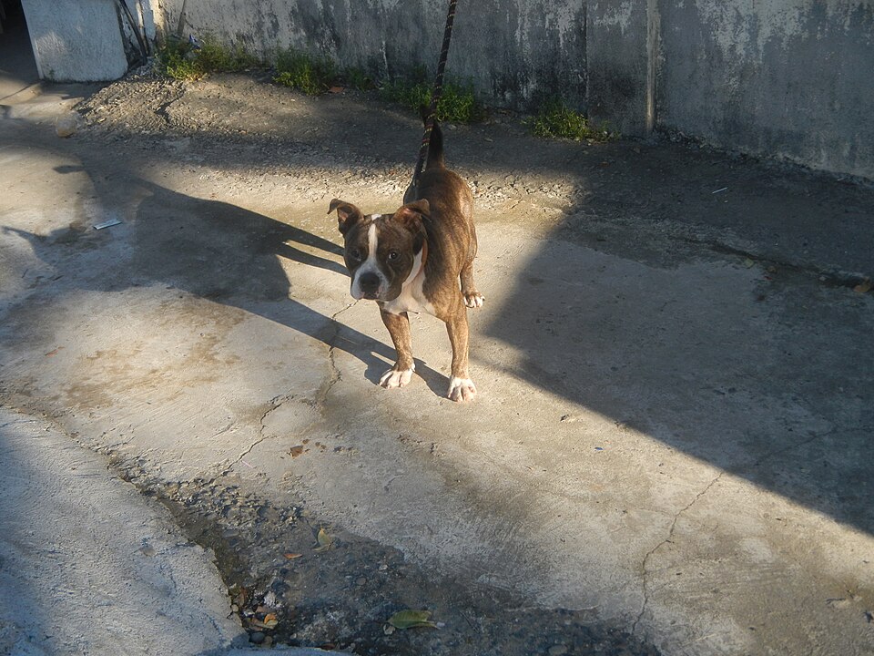 American Bully — photo de la race de chien originaire de États-Unis (2)